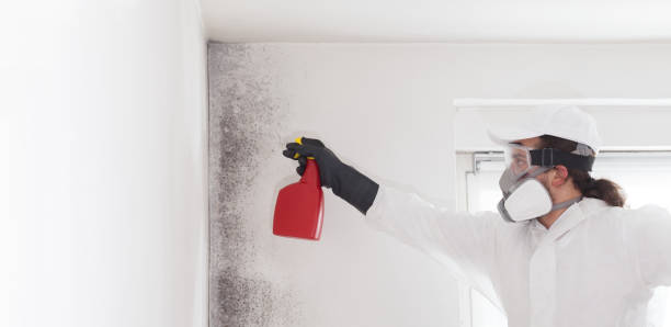 Best White Mold Remediation in Linganore, MD
