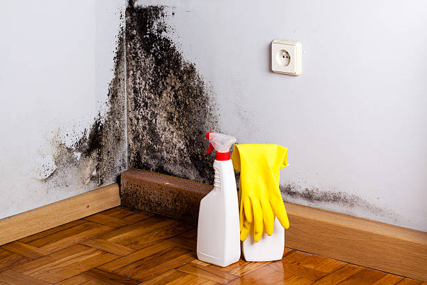 Best Insurance-Related Mold Remediation in Linganore, MD