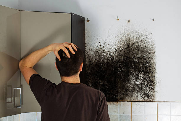 Best Post-Flood Mold Remediation in Linganore, MD